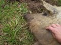 Curly Coated Mangalitza pigs