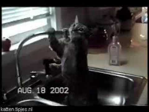funny pictures of cats and kittens. Very funny cats crazy kitten