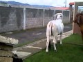 novilla gyr y novilla brahman