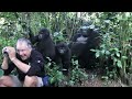 Touched by a Wild Mountain Gorilla (HD Version)