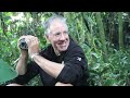 Touched by a Wild Mountain Gorilla (HD Version)