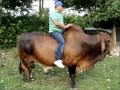 TORO CEBU PARA MONTAR