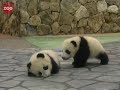 Baby Panda Twins