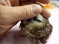 Saw-Whet Owl