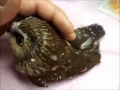 Saw-Whet Owl