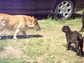 CatFight.AVI