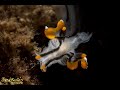 Video of Thecacera picta