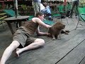 Capybara