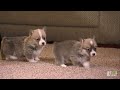 Corgi Pups Learn to Climb | Too Cute!