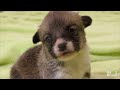 Corgi Pups Learn to Climb | Too Cute!