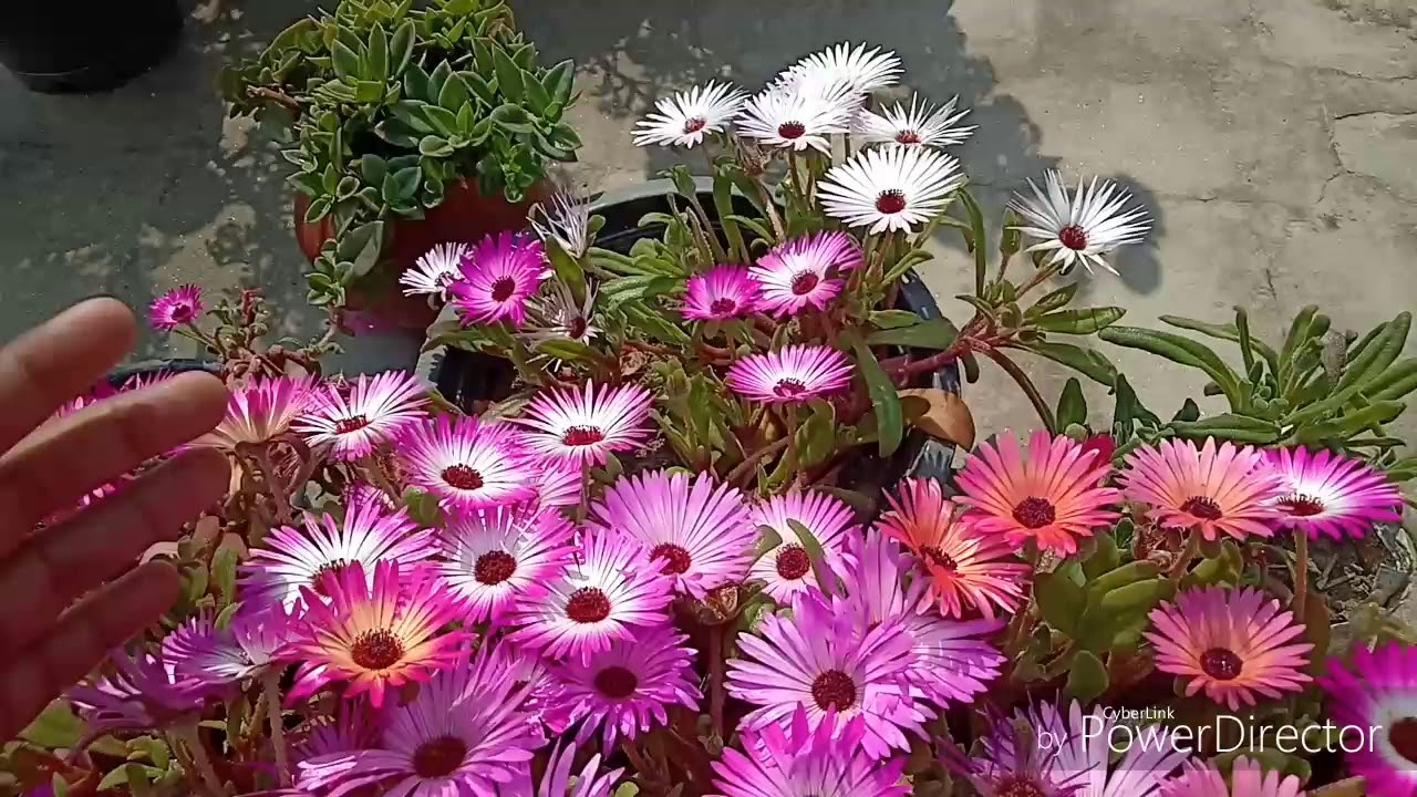 How To Collect Ice Plant/Mesembryanthemum/Living Stone Daisy Seeds