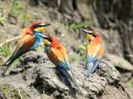 Peter,Sue & Marc ~ Birds of Paradise