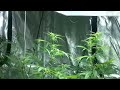 Legal Medical Marijuana Grow - 1200W in 10 x 5 tent. Washington State