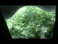 Legal Medical Marijuana Grow - 1200W in 10 x 5 tent. Washington State