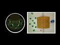 Swarm Robots Cooperate with AR Drone
