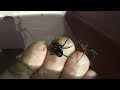 Brown Recluse and Black Widow on my hand at the same time