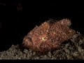 Hairy frogfish | Hairy Frogfish