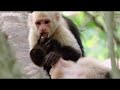 Hilarious British Animal Voiceovers
