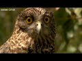 Hilarious British Animal Voiceovers