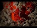 Baby Frogfish | Antennarius pictus