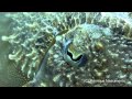 my first dive with dry suite | .......