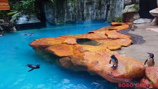 [Video] Mengunjungi Rumah Penguin di Taman Safari Bogor