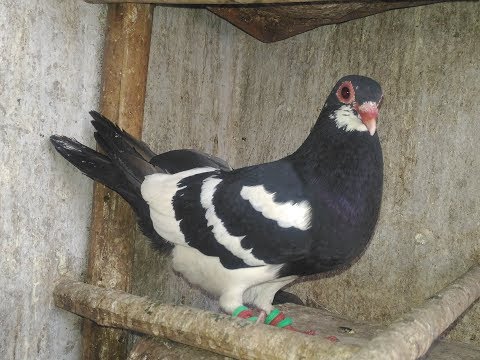 Commercial pigeon farming