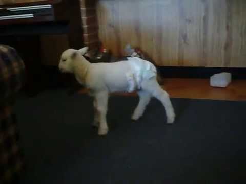 funny scary videos. The Funny Scary Masked Sheep!