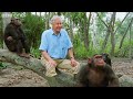What A Wonderful World With David Attenborough - BBC One