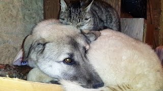 Kedi ile köpeklerin anlamlı dostluğu
