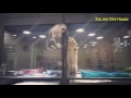 Kitten Escapes Cage to Play With Puppy