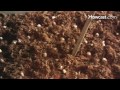How to Grow Mushrooms