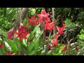 2CBN Moments of Peace Short #1