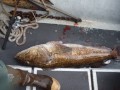 Easymoney's Kodiak Alaska Fishing Adventure August 2013