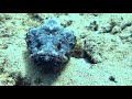 Video of stonefish