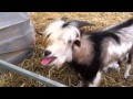 Talking Goat who thinks its a chicken