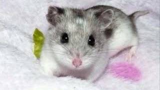chinese hamster images