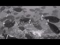 Black & White Underwater - Maldives | Various