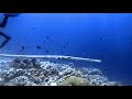 Video of Trumpet fish