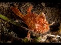 Orange Ocellated Frogfish | Ocellated Frogfish