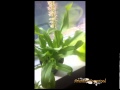 The Butterfly Magic Video