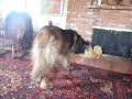 FUNNY DOGS Part 4: Leonberger & Chihuahua-Pomeranian Meet Statue