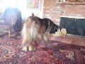 FUNNY DOGS Part 4: Leonberger & Chihuahua-Pomeranian Meet Statue
