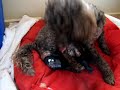 poodle giving birth