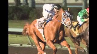 Quarter Horse Racing Videos