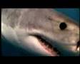 NATIONAL GEOGRAPHIC CHANNEL DEUTSCHLAND Planet der Raubtiere