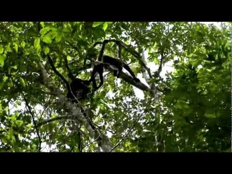 Mayan Trail to El Mirador - Bamba Experience