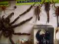 Aracnídeos - Aranhas & Escorpiões