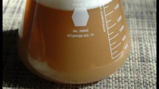 Homebrew Yeast Starter Ratio