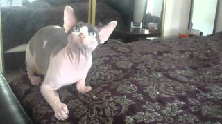 Bemisu Sphynx